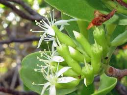 Image result for Lumnitzera racemosa