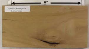 Image result for Xymalos monospora