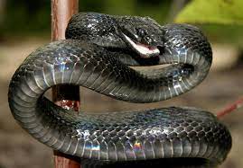 Sulawesi Mangrove Snake Boiga Dendrophila Gemmicincta Black Morph Snake Mangrove Reptiles