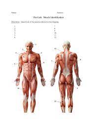 Other muscle names can provide information as to how many origins a particular muscle has, such as the biceps brachii. Solved Name Section Pre Lab Muscle Identification Direc Chegg Com