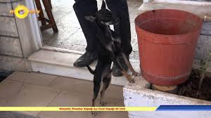 Minyatur Pinscher Kopegi Ayi Cinsi Kopegi 4k Uhd Youtube