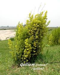 Image result for Galium ossirwaense