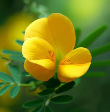 Image result for Chamaecrista paralias