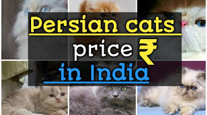A short haired, on the other hand, can be in the same price range. Persian Doll Face Cat Price In India Doll Face Youtube