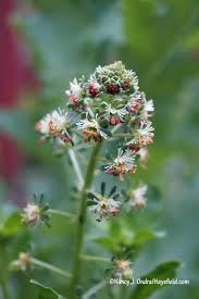 Image result for Cynanchum praecox