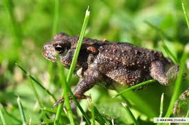 Смотреть видео erdkröten im gartenteich на smotri.life бесплатно. Kroten Im Garten Nutzling Oder Schadling Schatzen Oder Vertreiben
