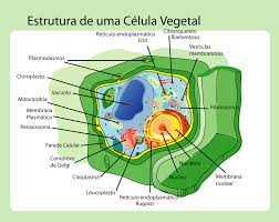 Maybe you would like to learn more about one of these? Diferences Between Animal And Plant Cells Mind Map