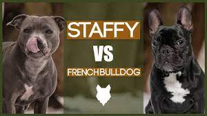 Shuangshuo fashion french bulldog necklace choker origami bull terrier dog necklace animal necklace women necklaces & pendants. Staffy Vs French Bulldog Youtube