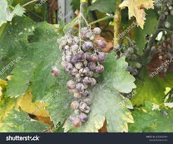 Image result for Uncinula necator