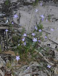 Image result for Wahlenbergia subaphylla