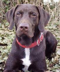 The german shorthaired lab is a cross between the german shorthaired pointer and the labrador retriever. German Shorthaired Pointer Lab Mix Puppies For Sale Off 60 Www Usushimd Com