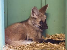 Maned wolf puppies at denver zoo. Beardsley Zoo Announces Results Of Maned Wolf Pups Naming Contest