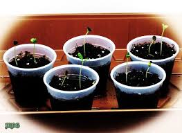 Starting Milkweed Seeds Indoors Part 3 Results Milkweed Seeds Butterfly Garden Plants Pollinator Garden