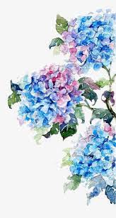 4 hydrangea arrangements the smallest is 2100 x 3000. Watercolor Flowers Art Watercolor Flowers Watercolor Paintings
