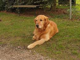 Golden retriever puppy for sale in glenmont, we have golden retriever File A Golden Retriever 9 Barras Jpg Wikimedia Commons
