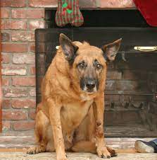 Transitioning to a new home can be overwhelming for puppies, which means your pup might slam on the brakes the first time you try to take him for a walk. Why Is My Dog Scared Of Going Outside Pethelpful