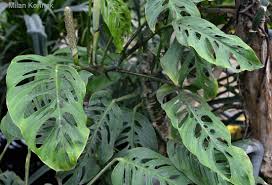 Madison m (1977) a revision of monstera (araceae). Image Monstera Adansonii Var Laniata Adanson S Monstera Biolib Cz