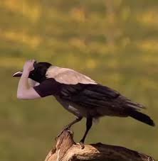 Birds With Human Arms Video What If Birds Had Arms In 2020 Funny Animal Videos Crazy Funny Memes Really Funny Memes