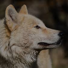 Our database contains over 16 million of free png images. File Gallery California Wolf Center