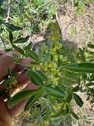 Image result for Searsia rehmanniana