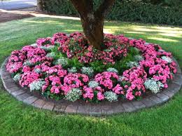 Stunning Begonia Bed Front Yard Landscaping Design Landscaping Around Trees Annual Flower Beds