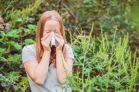 2014 begann der pollenflug am 10. Ragweed Erkennen