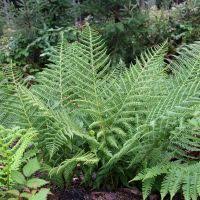 Image result for Athyrium schimperi