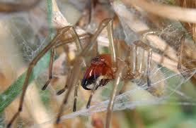 Die schwarze witwe (latrodectus mactans, black widow) ist eine der giftigsten spinnen der welt. Sudliche Schwarze Witwe Die Vier Bis 15 Millimeter Grosse Spinne Ist In Nordamerika Zuhause Das Starke Nervengift Kann In Schweren Fallen Schmerzen Schwellungen Und Starke Krampfe Hervorrufen Stuttgarter Zeitung