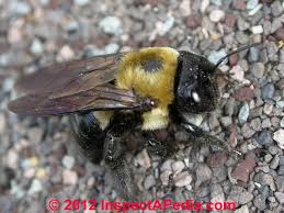 A robbing screen is very useful on weaker honeybee colonies that you do not wish to combine into one. Carpenter Bee Management Options How To Identify Carpenter Bees Inspection For Bee Activity Bee Damage Prevention Cure