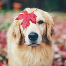 New and used items, cars, real estate, jobs, services, vacation rentals and more virtually anywhere golden retriever puppies! Il Est Tellement Adorable Cuuuuute Fall Dog Photos Cute Dog Pictures Golden Retriever Fall
