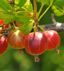 Image result for jostaberry