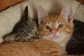 Was man nie tun sollte ist, ein kitten dazu zu verdammen, alleine leben zu müssen. Eine Katze Alleine Halten Miaustore Beitrage Fur Katzenliebhaber