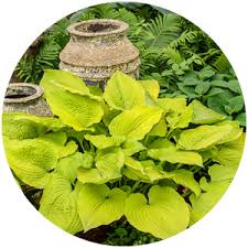 2020 Hosta Of The Year National Plant Of The Year Coast To Coast Shade Loving Perennials Hostas Deer Resistant Plants