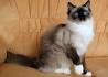Colors and varietes of Ragdoll Breed - Ragdolls Cattery Faelis