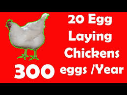 20 best egg laying chicken hen breeds up to 300 eggs per year