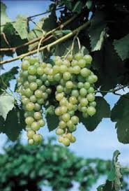 Growing Grapes In Northern Climates Aquaponics System Aquaponics Aquaponics Greenhouse