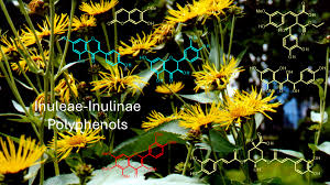 Image result for Pentanema indicum