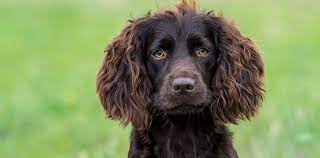 Search for instant quality results at helping.com. Palmetto State Pup The Boykin Spaniel Local Life
