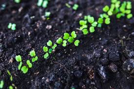 Wie Du Einen Anbauplan Fur Deinen Gemusegarten Erstellst Beispielplan Wurzelwerk Garten Anpflanzen Biologischer Anbau Gartenerde