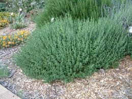We sell plants online, not seeds. What Is Creeping Germander Tips On Growing Germander Ground Cover Dummer Garden Manage Gfinger Is The Best Garden Manage App