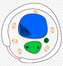 Cell membrane is made up of lipids and proteins and forms a barrier between the extracellular liquid. File Yeast Cell Svg Fungi Cell Not Labeled Hd Png Download 1019x1024 4127034 Pngfind