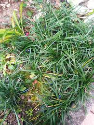 Image result for Ophiopogon