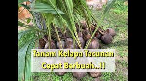 Cara utama budidaya kelapa sawit adalah memenuhi syarat tumbuh kembangnya. Cara Tanam Kelapa Tacunan Supaya Cepat Berbuah Youtube