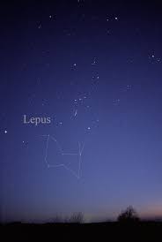 Image result for Leptaulus