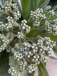 Image result for Heliotropium lineare