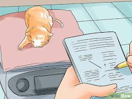 How do you help a cat give birth? How To Help A Cat Give Birth With Pictures Wikihow Pet