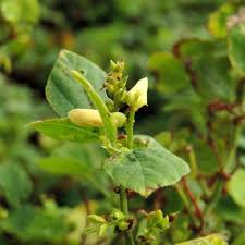 Image result for Rhynchosia viscosa