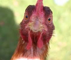 Chicken Funny Face Itrybutfail Galleries Digital Photography Review Digital Photography Review मुर्गी सिर वाला chicken head man funny comedy videoहिंदी कहानिय hindi kahaniya village comedy kahani. chicken funny face itrybutfail