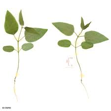 Image result for Cynanchum praecox