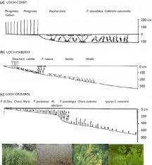 Image result for Hydrostachys polymorpha
